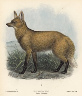 Волк хвостатый (лист VII иллюстраций к известной работе Джорджа Миварта "Семейство волчьих". Лондон. 1890 год)
