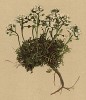Гутчинзия альпийская, или хатчинзия, или ярутка альпийская (Hutchinsia alpina (лат.)) (из Atlas der Alpenflora. Дрезден. 1897 год. Том II. Лист 157)
