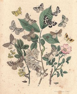 Бабочки-землемеры. "Книга бабочек" Фридриха Берге, Штутгарт, 1870. 
