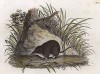 Землеройка (Fetid Shrew (англ.)) - маленькое млекопитающее, по сути один из самых свирепых и агрессивных хищников на земле (Лондон. 1808 год. Лист 20)