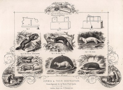 Пушные звери; методы их ловли и капканы. The Book of Field Sports and Library of Veterinary Knowledge. Лондон, 1864