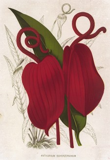 Антуриум Шерцера (Anthurium Scherzerianum). The Gardener's Assistant. Лондон, 1900