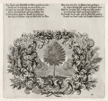 Оливковое дерево (из Biblisches Engel- und Kunstwerk -- шедевра германского барокко. Гравировал неподражаемый Иоганн Ульрих Краусс в Аугсбурге в 1700 году)