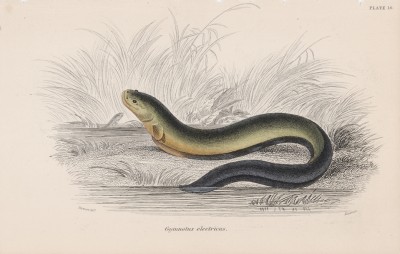 Рыбка по имени прокатопус (Pomotis bono (лат.)) (лист 18 тома XL "Библиотеки натуралиста" Вильяма Жардина, изданного в Эдинбурге в 1860 году)