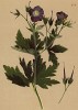 Герань лесная (Geranium silvaticum (лат.)) (из Atlas der Alpenflora. Дрезден. 1897 год. Том III. Лист 259)