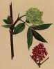 Бузина красная, или кистистая (Sambucus racemosa (лат.)). Racemosa -- видовой эпитет, происходит от латинского "racemus" -- «виноградная гроздь» (из Atlas der Alpenflora. Дрезден. 1897 год. Том V. Лист 407)
