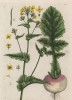 Знаменитая репа -- растение из семейства капустные, или крестоцветные (лист 231 "Гербария" Элизабет Блеквелл, изданного в Нюрнберге в 1757 году)