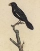 Чёрный снегирь (лист из альбома литографий "Галерея птиц... королевского сада", изданного в Париже в 1822 году)