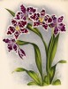 Орхидея ODONTOGLOSSUM CRISPUM LUSIANI (лат.) (лист DLXVIII Lindenia Iconographie des Orchidées - обширнейшей в истории иконографии орхидей. Брюссель, 1897)