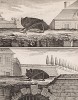 Летучие мыши: La Barbastelle (фр.) (вверху) и нетопырь-карлик (лист XIX иллюстраций к восьмому тому знаменитой "Естественной истории" графа де Бюффона, изданному в Париже в 1760 году)
