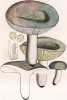 Сыроежка серая, Russula grisea Pers. (лат.). Дж.Бресадола, Funghi mangerecci e velenosi, т.II, л.125. Тренто, 1933