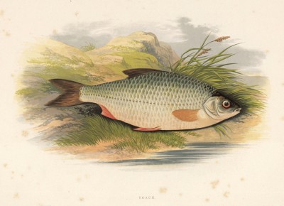 Плотва (иллюстрация к "Пресноводным рыбам Британии" -- одной из красивейших работ 70-х гг. XIX века, выполненных в технике хромолитографии)