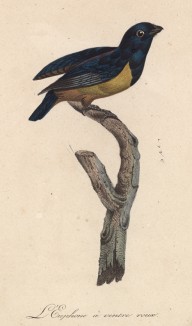 Эуфония рыжебрюхая (лист из альбома литографий "Галерея птиц... королевского сада", изданного в Париже в 1822 году)