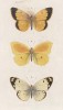 Бабочки 1.Желтушка Палено (Colias Palaeno), 2.Rhodocera cleopatra и 3.Желтушка Гиала (Colias Hyale (лат.)) (лист 6)