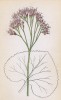 Какалия альпийская (Cacalia alpina (лат.)) (лист 199 известной работы Йозефа Карла Вебера "Растения Альп", изданной в Мюнхене в 1872 году)
