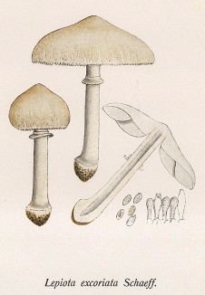 Гриб-зонтик белый или полевой, Lepiota excoriata Schaeff. (лат.), отличный съедобный гриб. Дж.Бресадола, Funghi mangerecci e velenosi, т.I, л.16. Тренто, 1933