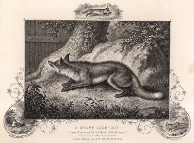Лисица перед охотой. The Book of Field Sports and Library of Veterinary Knowledge. Лондон, 1864