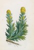 Полынь колосовая (Artemisia spicata (лат.)) (лист 213 известной работы Йозефа Карла Вебера "Растения Альп", изданной в Мюнхене в 1872 году)