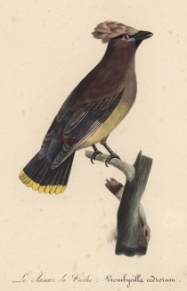 Свиристель кедровый (Bombycilla cedrorum (лат.)) (лист из альбома литографий "Галерея птиц... королевского сада", изданного в Париже в 1822 году)