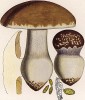 Паутинник превосходный, Cortinarius praestans Coldier (лат.), съедобный гриб. Дж.Бресадола, Funghi mangerecci e velenosi, т.II, л.144. Тренто, 1933