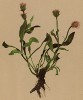 Мелколепестник Вийяра (Ranunculus Villarsii (лат.)) (из Atlas der Alpenflora. Дрезден. 1897 год. Том V. Лист 443)