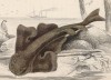 Морской ангел (Squatina angelus (лат.)) (лист 29 XXXIII тома "Библиотеки натуралиста" Вильяма Жардина, изданного в Эдинбурге в 1843 году)
