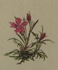 Гвоздика ледниковая (Dianthus glacialis Hanke (лат.)) (из Atlas der Alpenflora. Дрезден. 1897 год. Том I. Лист 95)