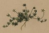 Мшанка, или спергула, или сагина (Sagina glabra (лат.)) (из Atlas der Alpenflora. Дрезден. 1897 год. Том II. Лист 101)