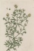 Гармала, или сирийская рута, или могильник (Peganum harmala (лат.)) (лист 310 "Гербария" Элизабет Блеквелл, изданного в Нюрнберге в 1757 году)
