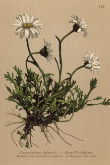 Хризантема альпийская (Chrysanthemum alpinum (лат.)) (из Atlas der Alpenflora. Дрезден. 1897 год. Том V. Лист 454)