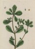 Портулак, или Дандур (Portulaca (лат.)). Научное название растения дано из-за способа вскрытия семенной коробочки, происходит от лат. portula — "воротца" (лист 287 "Гербария" Элизабет Блеквелл, изданного в Нюрнберге в 1757 году)