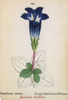 Горечавка бесстебельная (Gentiana excisa (лат.)) (лист 285 известной работы Йозефа Карла Вебера "Растения Альп", изданной в Мюнхене в 1872 году)