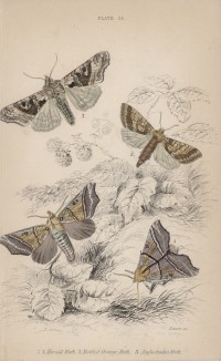 Ленточница зубчатая, совка агатовая (1. Herald Moth 2. Motted Orange Moth 3. Angleshades Moth (англ.)) (лист 24 тома XL "Библиотеки натуралиста" Вильяма Жардина, изданного в Эдинбурге в 1843 году)