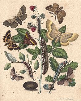 Бабочки-коконопряды. "Книга бабочек" Фридриха Берге, Штутгарт, 1870. 