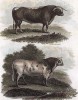 Длиннорогий и короткорогий быки из Англии. Лондон, 1815