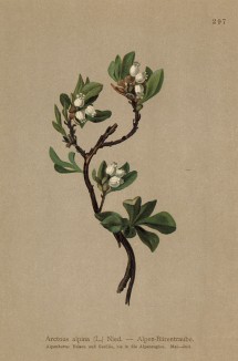 Арктоус альпийский (Arctous alpina (лат.)), или толокнянка альпийская (из Atlas der Alpenflora. Дрезден. 1897 год. Том III. Лист 297)