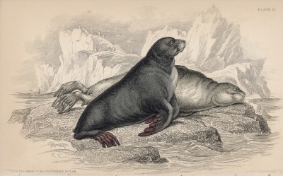 Морские котики (Otaria ursina (лат.)) (лист 22 тома VI "Библиотеки натуралиста" Вильяма Жардина, изданного в Эдинбурге в 1843 году)