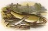 Пескарь и усач (иллюстрация к "Пресноводным рыбам Британии" -- одной из красивейших работ 70-х гг. XIX века, выполненных в технике хромолитографии)