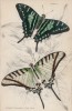 Бабочки 1. Papilio Protesilaus 2. Papilio Sinon (лат.) (лист 4 XXXVI тома "Библиотеки натуралиста" Вильяма Жардина, изданного в Эдинбурге в 1837 году)
