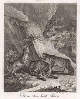Рыжие лисы. Гравюра Иоганна Элиаса Ридингера из Entwurff Einiger Thiere ..., Аугсбург, 1740. 