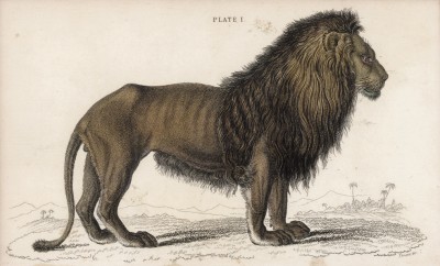 Африканский лев (Felis Leo (лат.)) (лист 1 тома III "Библиотеки натуралиста" Вильяма Жардина, изданного в Эдинбурге в 1834 году)