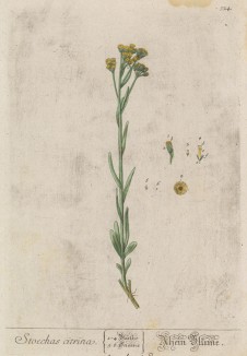 Жёлтая лаванда, солнечное золото (Stoechas citrina (лат.)) лист 524 "Гербария" Элизабет Блеквелл, изданного в Нюрнберге в 1760 году)