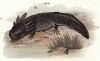 Мексиканский аксолотль (Siredon Axolotl (лат.)) (из Naturgeschichte der Amphibien in ihren Sämmtlichen hauptformen. Вена. 1864 год)