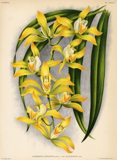 Орхидея CYMBIDIUM LOWANIUM FLAVEOLUM (лат.) (лист DLXXII Lindenia Iconographie des Orchidées - обширнейшей в истории иконографии орхидей. Брюссель, 1897)