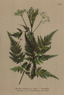 Миррис душистый (Myrrhis odorata (лат.)), или кервель (из Atlas der Alpenflora. Дрезден. 1897 год. Том III. Лист 286)