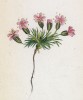 Смолёвка бесстебельная (Silene acaulis (лат.)) (лист 91 известной работы Йозефа Карла Вебера "Растения Альп", изданной в Мюнхене в 1872 году)