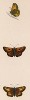 Бабочка толстоголовка лесная (лат. Papilio Sylvanus). History of British Butterflies Френсиса Морриса. Лондон, 1870, л.68