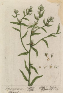 Воробейник аптечный, или просо солнцевое (Lithospermum officinale (лат.)) (лист 436 "Гербария" Элизабет Блеквелл, изданного в Нюрнберге в 1760 году)
