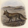 Лиса пустынная (лист XXIX иллюстраций к известной работе Джорджа Миварта "Семейство волчьих". Лондон. 1890 год)