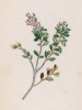 Азалия стелющаяся (Azalea procumbes (лат.)) (лист 266 известной работы Йозефа Карла Вебера "Растения Альп", изданной в Мюнхене в 1872 году)